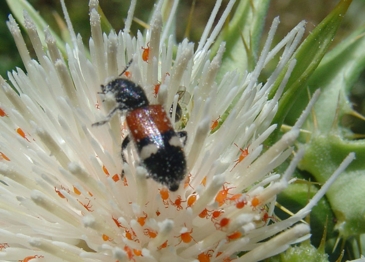 Cleridae: Tilloidea transversalis